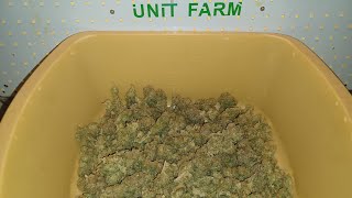Bubble Bomb from Bomb seeds final weight. Unit Farm UF4000 grow medical cannabis