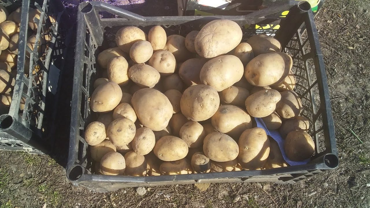 Проращивать картофель в темноте или на свету. Подготовка картофеля к посадке. Посадочная картошка. Семенной картофель колба. Сажать картошку.