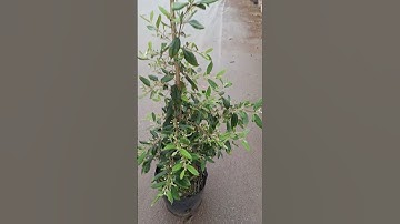 Bán cây sim ăn quả chi chít nụ 0977973535