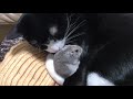 もぐのおなかで「おやすみなさいっちゅう🌙💤」🐭@Hachi_Arnm猫とハムスター【12】