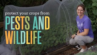 How and Why to Use Insect Netting to Protect Crops from Pests and Wildlife