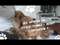 Life with an English Cocker Spaniel - Robby (Compilation 1)
