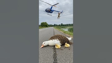 Monkey Saves a Duck #animals #rescue #wildlife #chicks