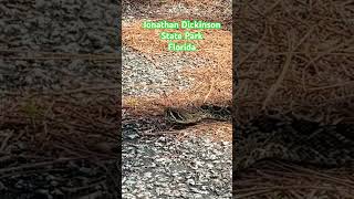 #snake #dangerous #nature #natural #wow #watch #viral #shortvideo #cool #youtubeshorts #amazing #yt
