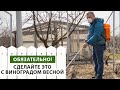 Первая важная обработка винограда весной после раскрытия