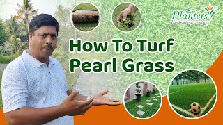 How can pearl grass be used to create turf? | ടർഫ് നിർമ്മിക്കാൻ  പേൾ ഗ്രാസ് എങ്ങനെ ഉപയോഗിക്കാം?