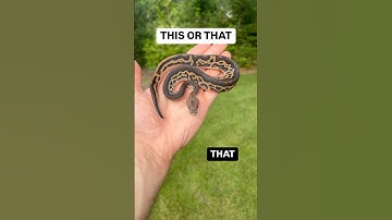 Which Ball Python would you add to your collection!?