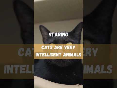 Video: Feline Body Language: Qual è il tuo gatto che cerca di dirti?