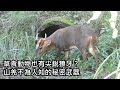 草食動物也有尖銳獠牙？山羌不為人知的秘密武器！