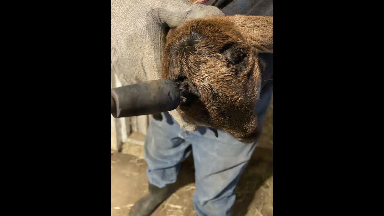 disbudding goat kids YouTube