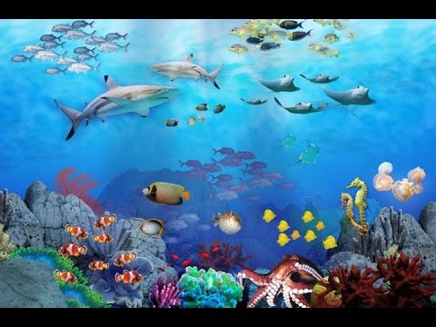 The Beauty of Aquatic Animals - YouTube