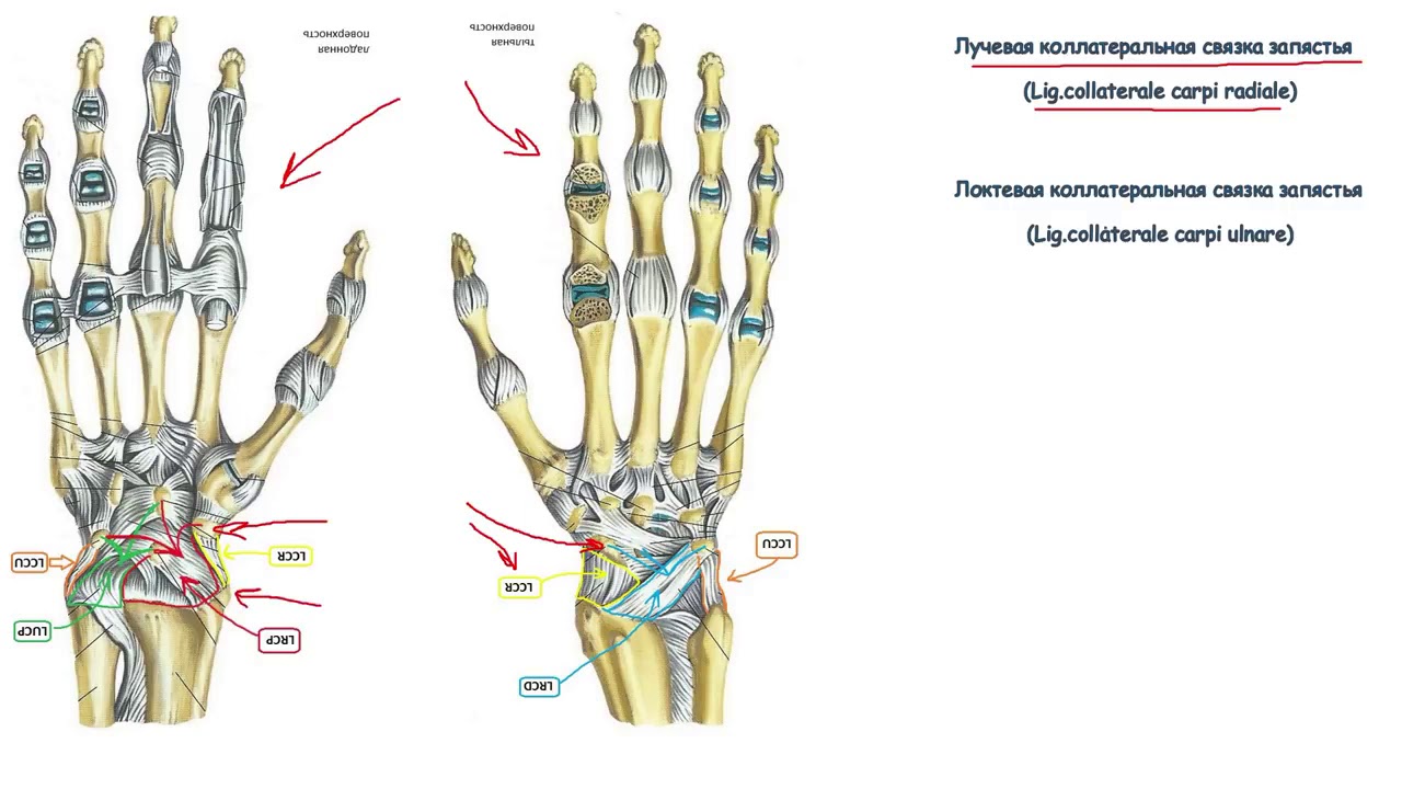 Соединения костей запястья. Лучевая коллатеральная связка запястья. Связки лучезапястного сустава. Связки лучезапястного сустава анатомия. Пястно фаланговый сустав кисти.