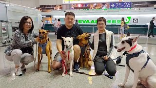 Bay Area based group finds forever homes for rescue animals