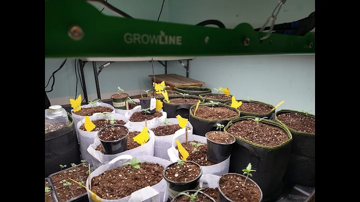 The best 4X4FT lights affordable for the average grower RDJ Bouns  720W led grow lights Growline