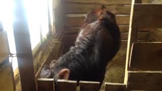 картинка: Почему КРАСНОГОРБАТОВСКАЯ?