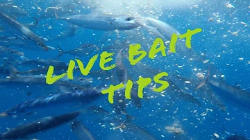 LIVE BAIT TIPS WITH CAPT. RAY ROSHER