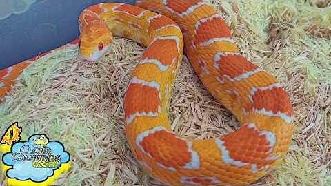 Snake Breeding Projects 2022: Breeding Cornsnakes and Kingsnakes.