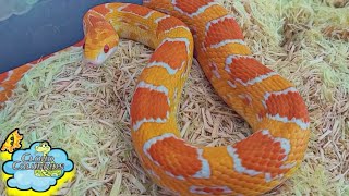 Snake Breeding Projects 2022 Breeding Cornsnakes And Kingsnakes.