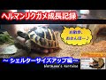 ヘルマンリクガメ飼育 ヘンリーのシェルターサイズアップ編