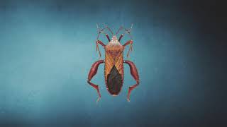 POV album trailer - Miles Richmond/Peter Grenader feat. Steve Roach