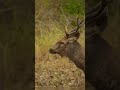 Bandipur diaries Part 1 #wildlife #photography #safari #wildlifephotography #bandipurtigerreserve