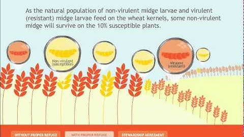 Midge Tolerant Wheat