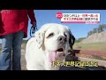 世界一の長い舌 ギネス認定の犬が話題 動画ニュース News24h 世界一の長い舌 ギネス認定の犬が話題 動画ニュース News24h