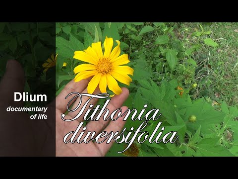 Video: Tithonia Lá Tròn