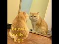 " আমাদের বাঙ্গালী বাপ - মা " | #cat #catvideosforcattowatch #shortvideos #funny #funnycats #edit