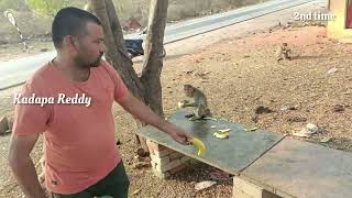 2nd time Banana distribution for monkeys|| save monkeys and animals 🐒 @KadapaReddy