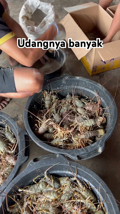 Udang lobster #anime #lofi #music #cute #2024 #pejuangharapan