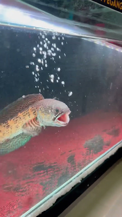 AURANTI MANGAP MANGAP