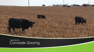 Cornstalk Grazing