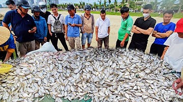 QUÁ SƯỚNG ngư dân kéo trúng mẻ cá lớn, cận cảnh kéo cá ven biển bà con Mân Thái Đà Nẵng