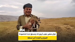 غزال صغير جنوب أربيل كاد ينسحق تحت الحاصودة.. المزارع أنقذه آخر لحظة