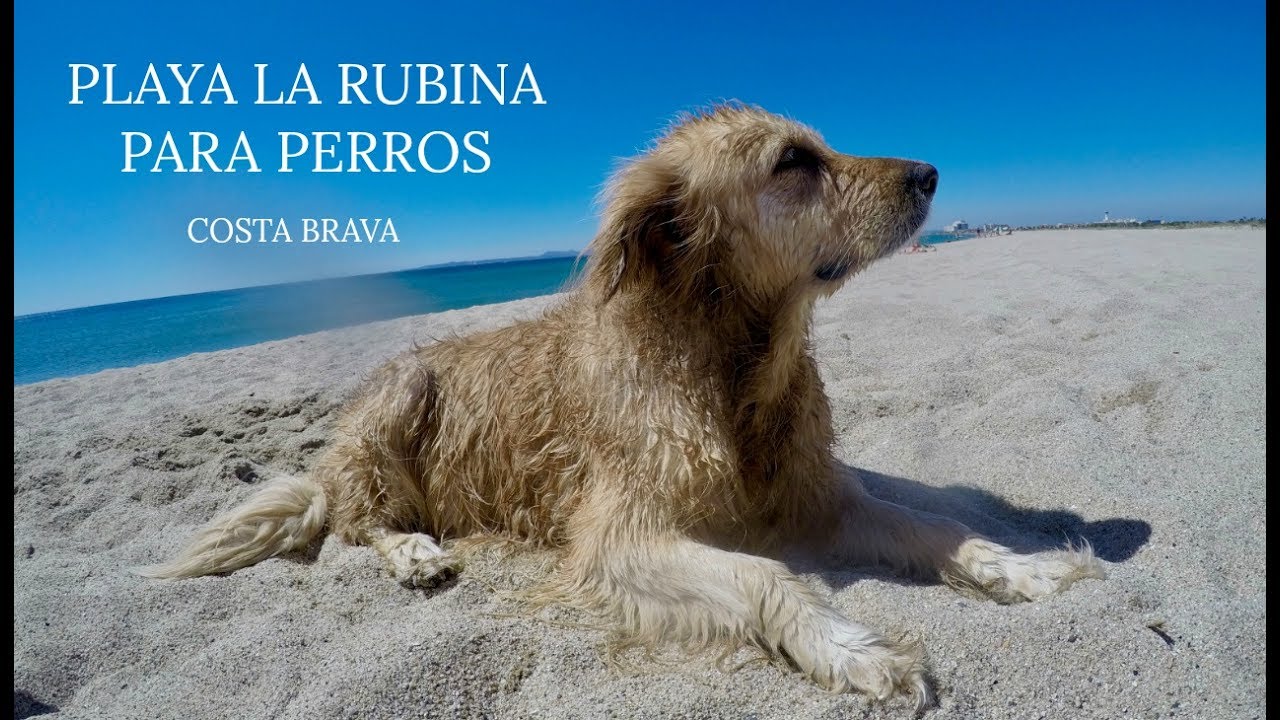 Vamos a la playa admiten perros!!! Playa La Rubina - Empuriabrava | Noe and  Carl - YouTube