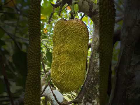 #shorts Jackfruit