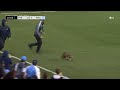 WATCH | Rogue raccoon on the field causes chaos during MLS match