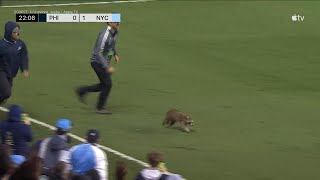 WATCH | Rogue raccoon on the field causes chaos during MLS match