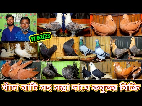 খাঁচা সহ সস্তা দামে কবুতরের খামার বিক্রি হবে | পাইকারি দামে কবুতর কিনুন