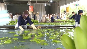 Thị trường xuất khẩu mở rộng cho các doanh nghiệp BR-VT || PHÁT TRIỂN & THỊNH VƯỢNG [13/1/2025]