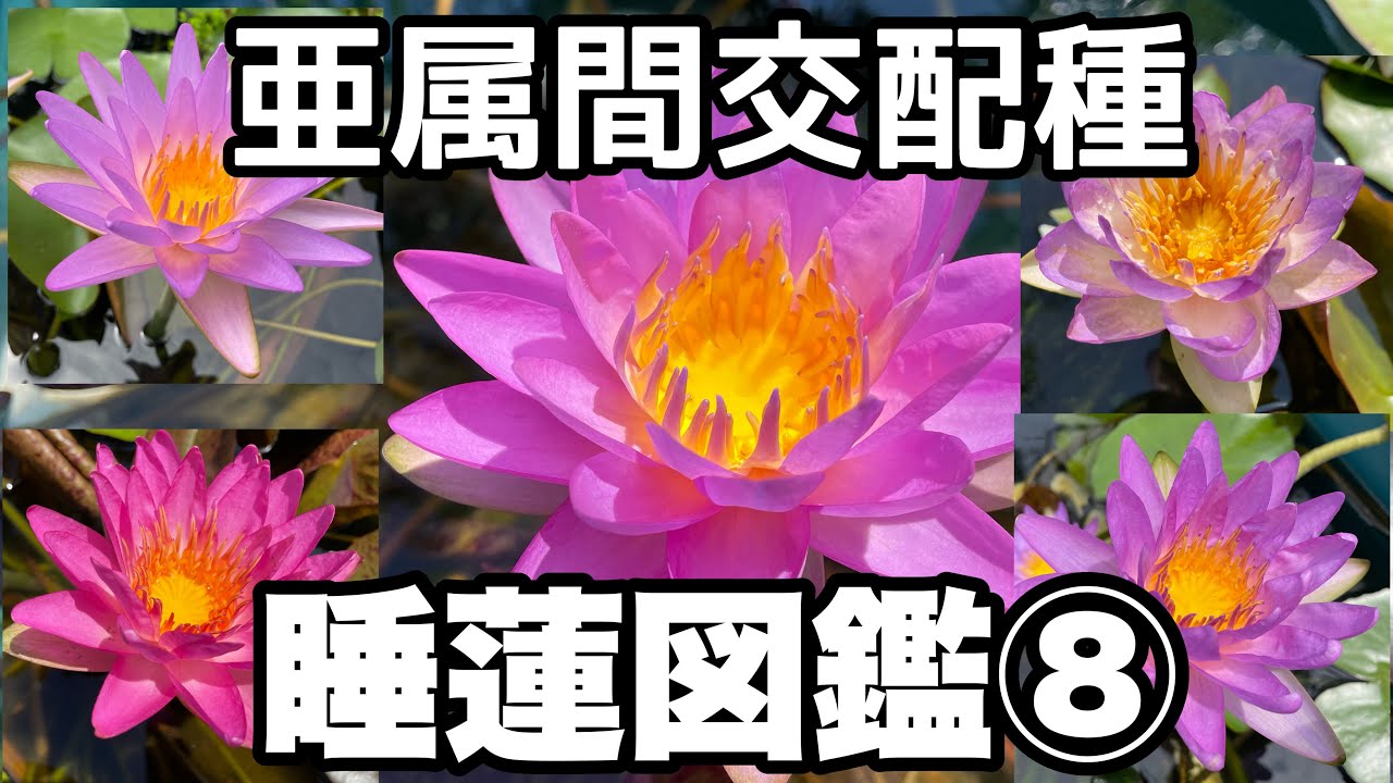蓮花戯水　トリニティ(高濃度ラドン発生器) m67377413333_1.jpg?1725675178