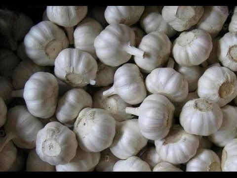 Video: La mejor manera de almacenar el ajo: almacenar el ajo antes y después de plantarlo