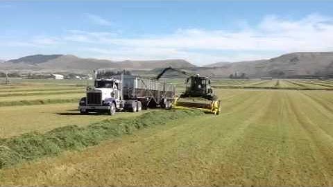 Belt Trailer Being Filled By Combine - Trinity Trailer