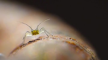 Aphid Highway - Macro Videography - Panasonic Lumix + Raynox DCR-250 - Macro Shots