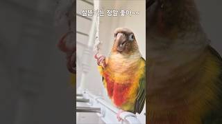 이건 오이나 줄까?#실뜯기#앵무새 #parrot #cute #pets
