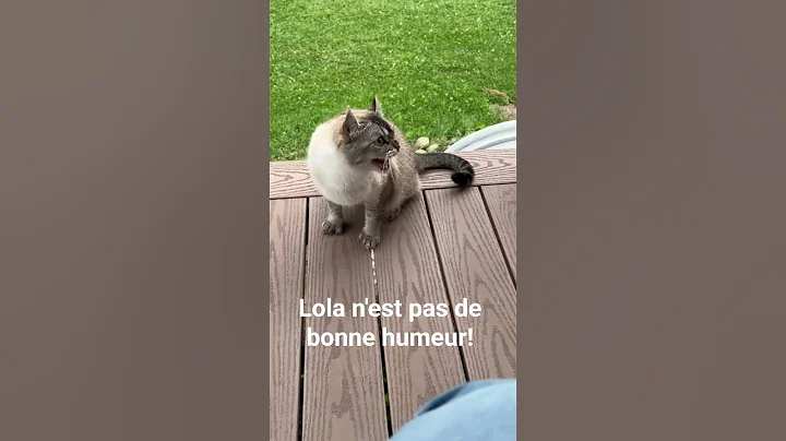 Video 11358171: highland lynx cat