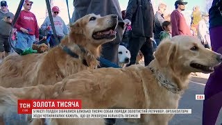 У місті Голден зібралося близько тисячі собак породи золотистий ретривер У місті Голден зібралося близько тисячі собак породи золотистий ретривер