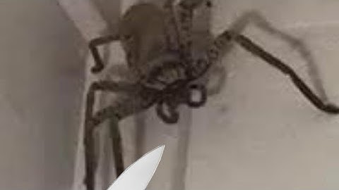 Cách diệt nhện hiệu quả nhất