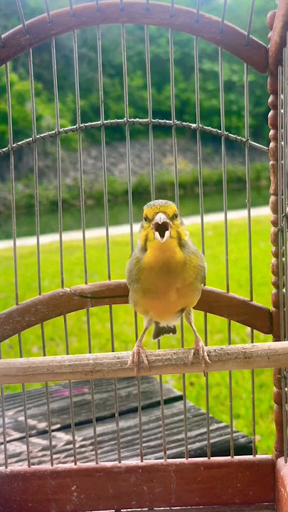 burung Mozambik gacor #mozambik #masteranburung